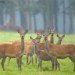 Harewood Red Deer 140908